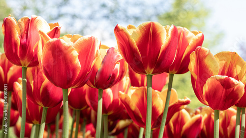 Tulip. Plant. Festival. Nature. Garden. Flora. Red