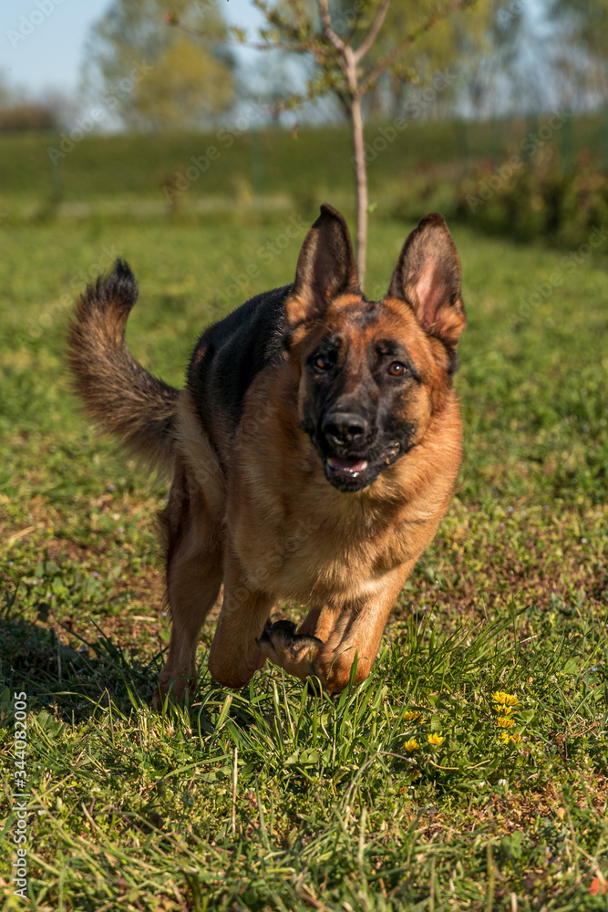 Naklejka premium Giochi da Cani con Skye