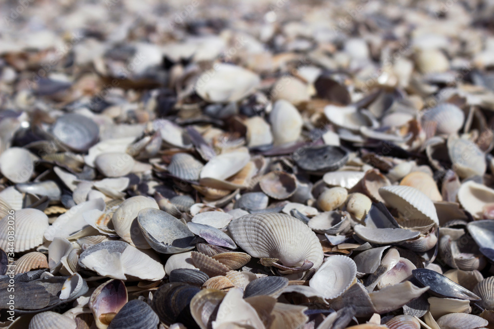A lot of seashells, background. Different seashells from the Black Sea on Kinburn Spit, Ukraine