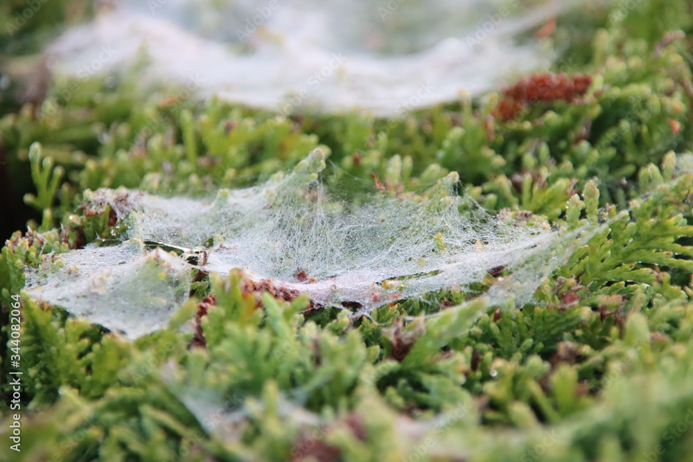 Spider webs wet with dew in hedges during sunrise in the town of Nieuwerkerk aan den IJssel Spider webs wet with dew in hedges during sunrise in the town of Nieuwerkerk aan den IJssel