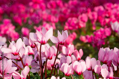 Close up of pink cyclamen flowers blossom in flower garden