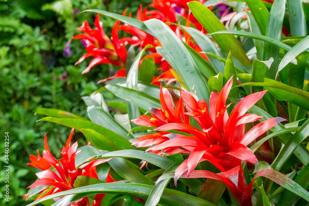 Close up of red bromeliad plant blossom in beautiful garden Close up of red bromeliad plant blossom in beautiful garden