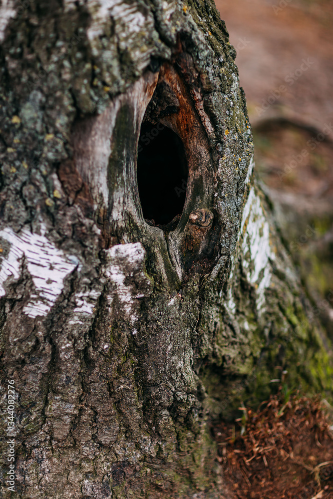 Fototapeta premium Spring time 2020, nature is waking up. Big tree with tree hollow, big roots of the tree.
