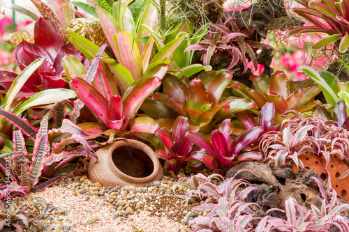 Fotografía Clay jar decorate with colorful bromeliad plants in beautiful garden