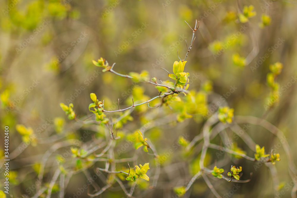 Spring time 2020, nature is waking up. Swelling of the buds on the tree, first leaves on the tree. Spring time 2020, nature is waking up. Swelling of the buds on the tree, first leaves on the tree.