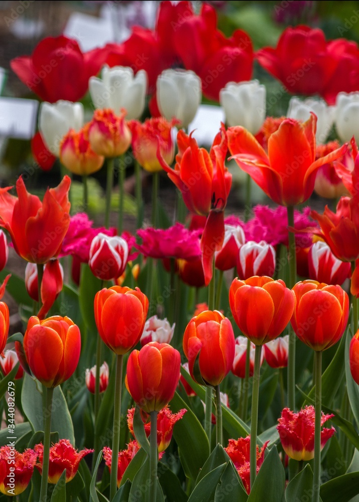 Red tulips in the garden Red tulips in the garden