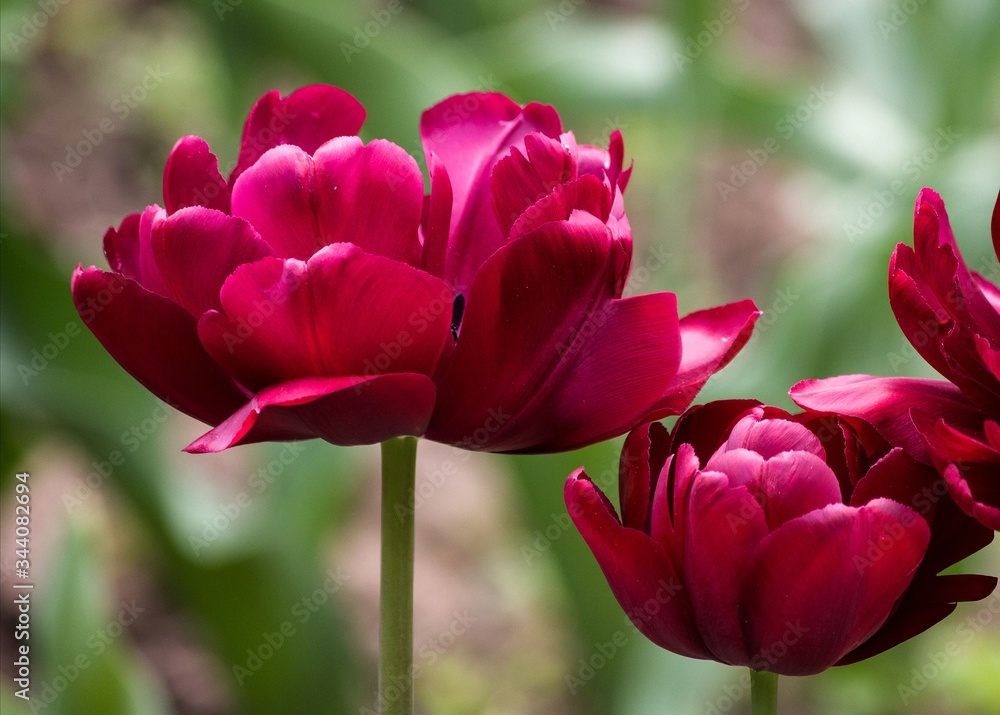 Pink tulips in the garden