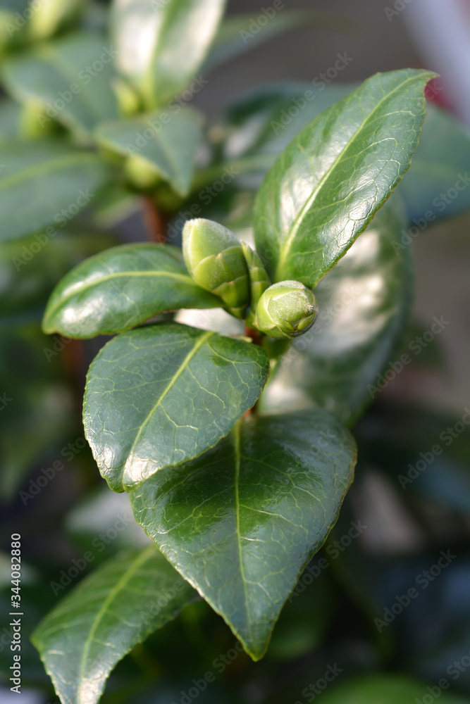 Camellia Dahlonega Camellia Dahlonega