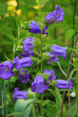 Blue иbell flowers in the garden