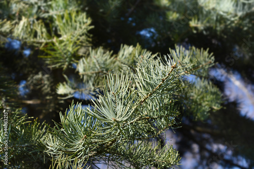 Colorado white fir