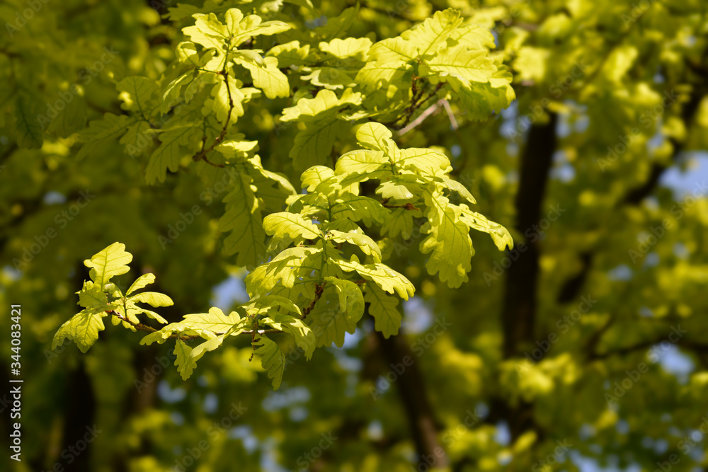 Common oak Common oak