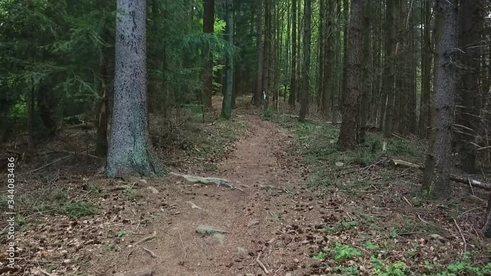 Flying above beautiful rich green narrow forest path with tree lining the path. Flying above beautiful rich green narrow forest path with tree lining the path.