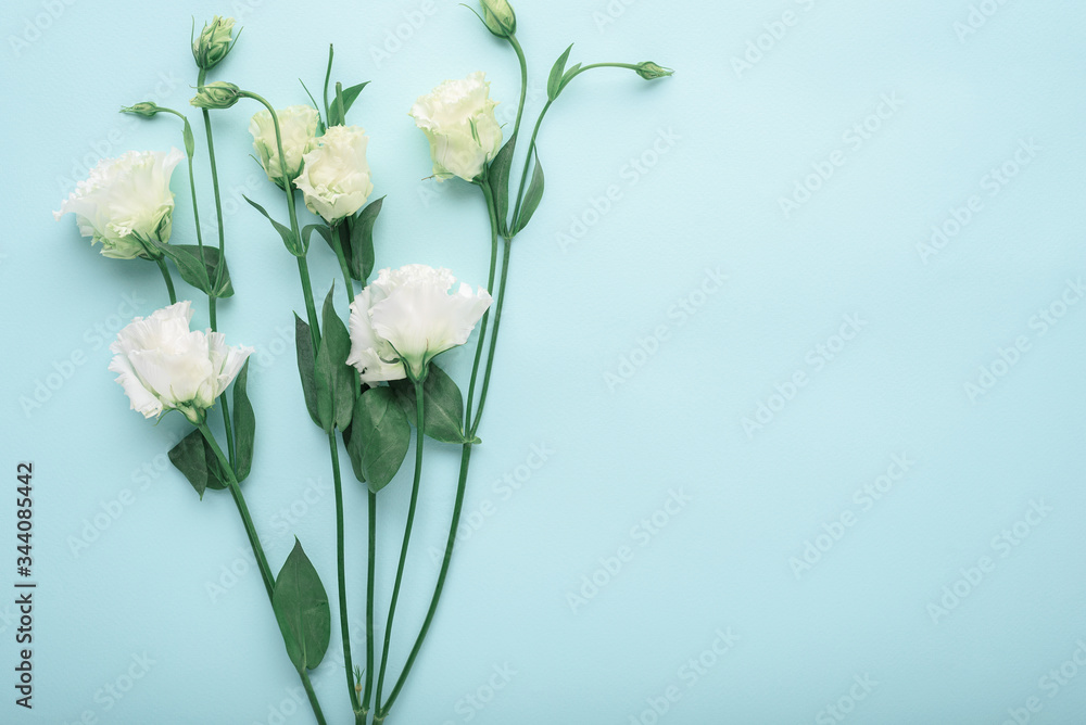 white eustoma on blue background with copy space, flower background, flat lay, top view white eustoma on blue background with copy space, flower background, flat lay, top view