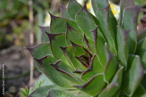 a plant with thick green leaves and a spike on top