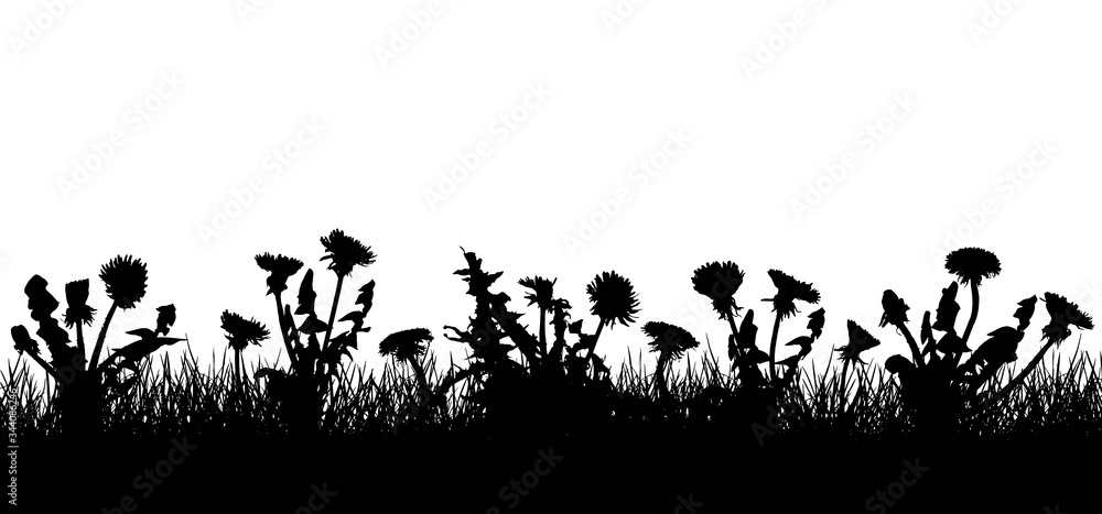 Fototapeta Dandelion flowers in grass, silhouette of field (meadow). Vector illustration