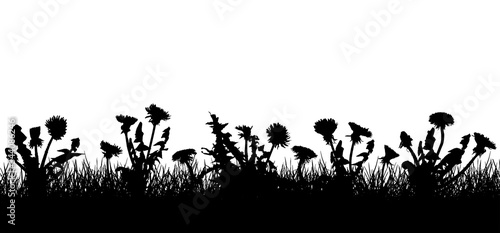 Dandelion flowers in grass  silhouette of field  meadow . Vector illustration