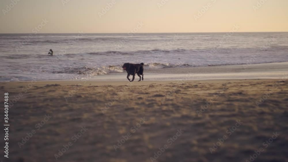 Black Dog Retrieving Ball From Ocean Black Dog Retrieving Ball From Ocean