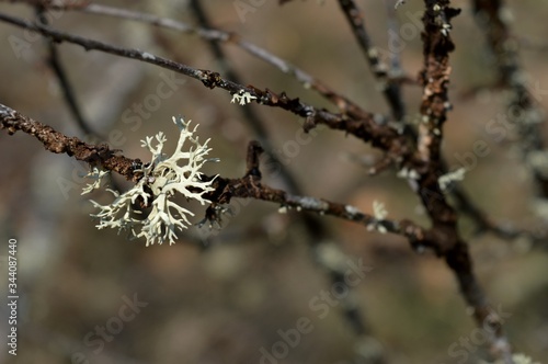 lichens on the branches of an old plum