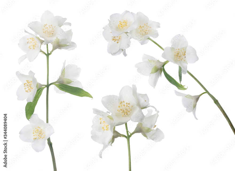 Fototapeta premium three isolated jasmin branches with white blooms