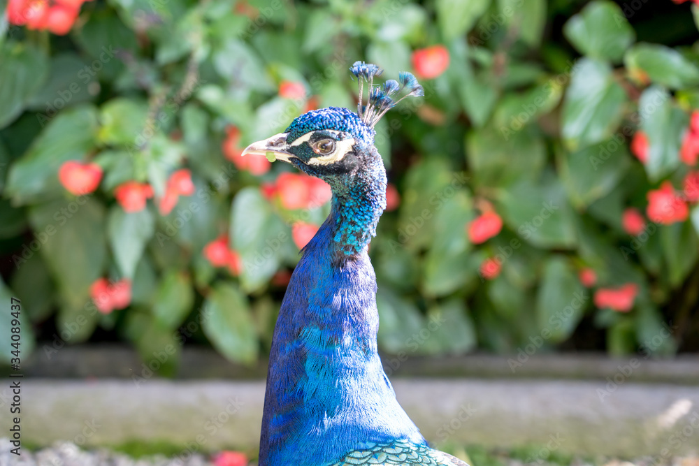 Obraz premium Grand male peacock