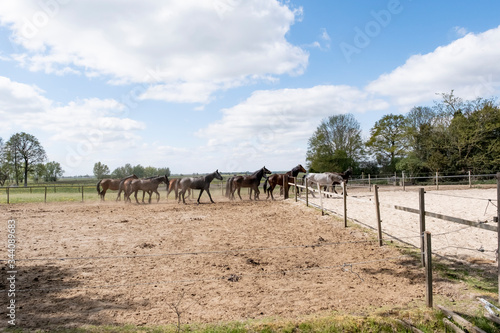 Natural landscape. A view of a herd of horses. At a sunny day. Blue sky. Galloping dressage and jumping stallions in a meadow. Breeding. Animals. concept background
