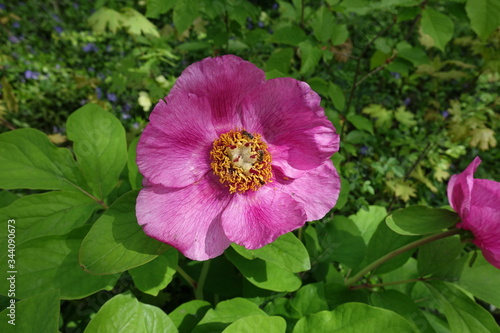 One pink flower of paeonia daurica in May