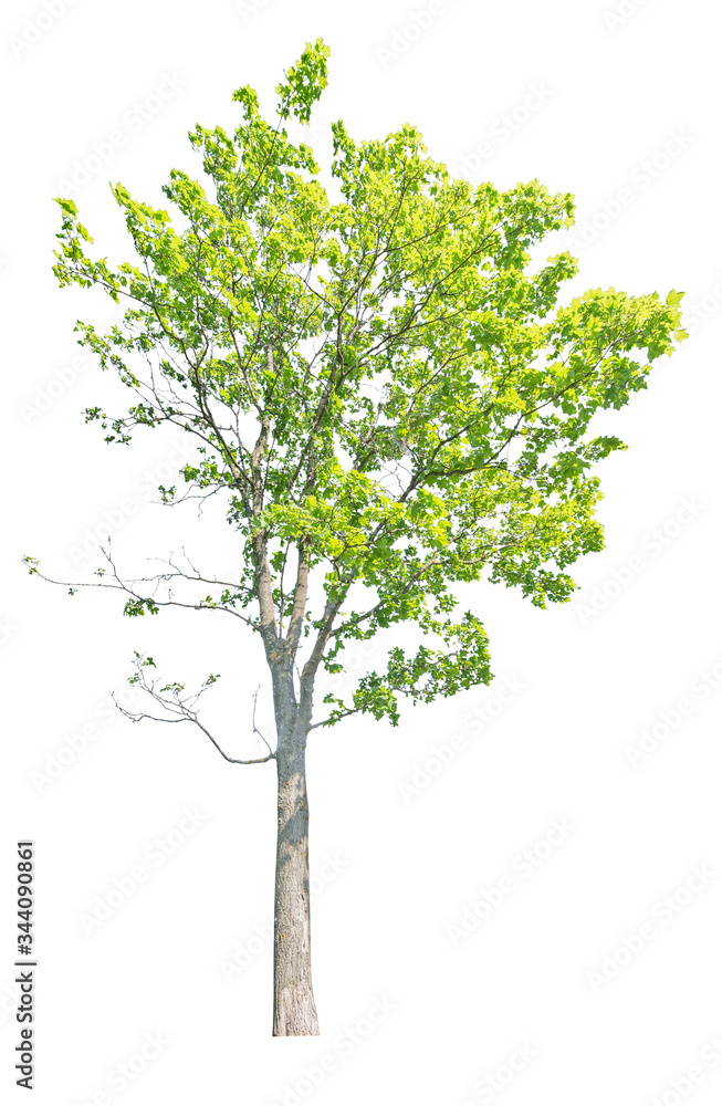 isolated high maple with green summer leaves