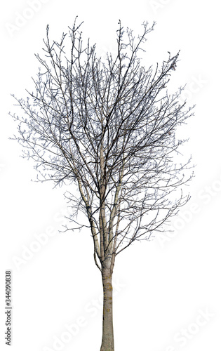 winter isolated tree with bare dense branches