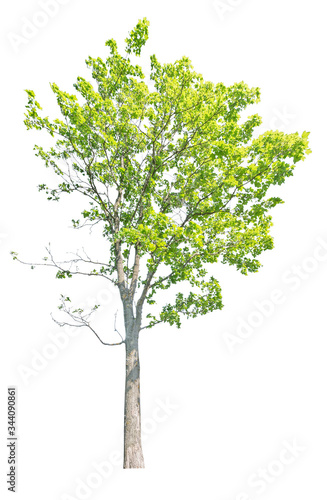 isolated high maple with green summer leaves