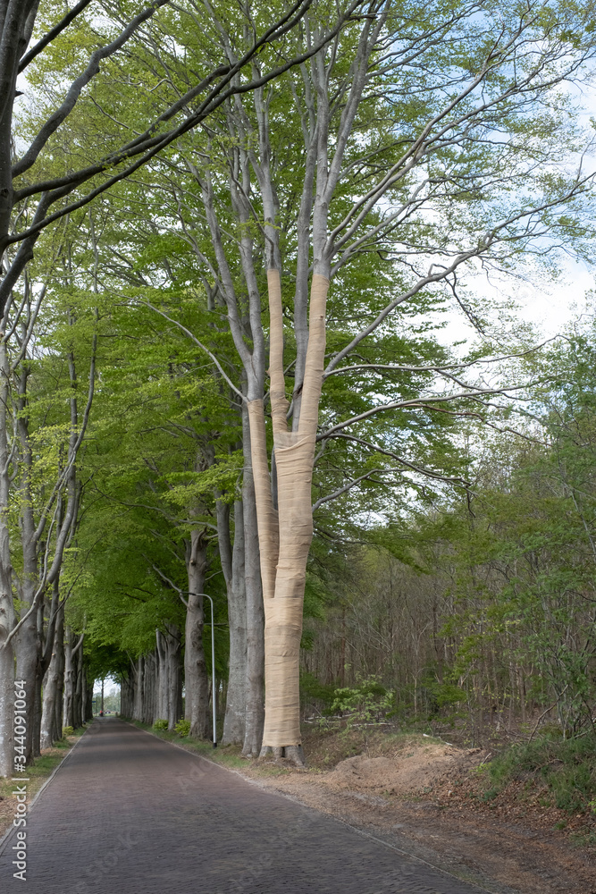 Fototapeta premium With Jute, beech trees where the light intensity has been changed by grubbing neighboring trees are protected against drying out, but also against sunburn