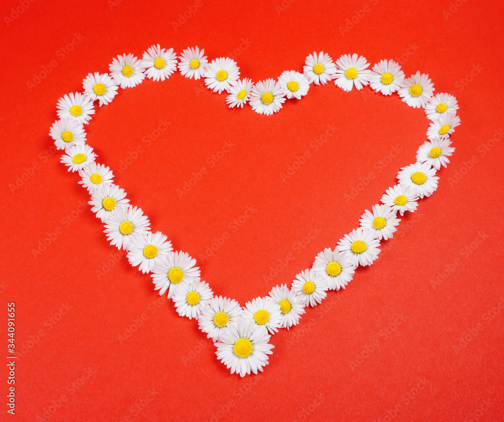 Heart of love from white Daisy or Daisies flowers on red background with amazing white and yellow blossoming chamomile. hand made Beautiful April flower wall background. mothersday or valentine.
