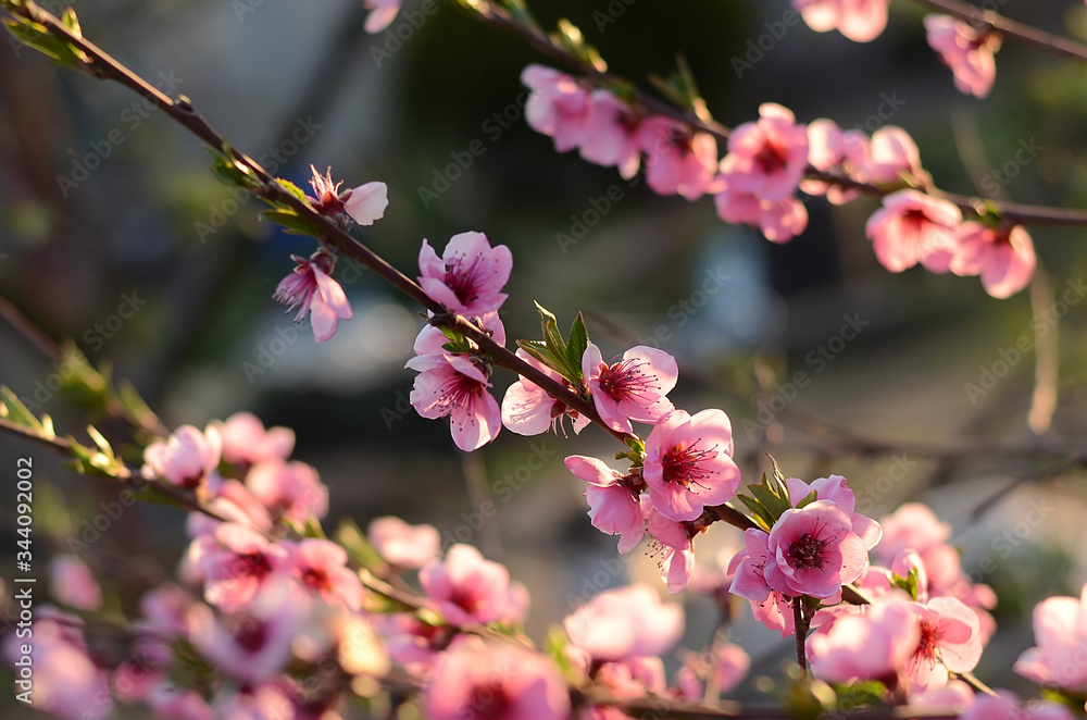 Blossoming peach tree branches. Spring tree with pink flowers on a sunny day or morning. Beautiful floral abstract background of nature. Blossoming peach tree branches. Spring tree with pink flowers on a sunny day or morning. Beautiful floral abstract background of nature.