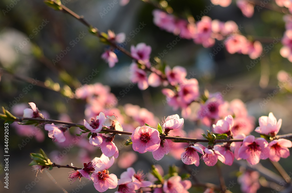 Blossoming peach tree branches. Spring tree with pink flowers on a sunny day or morning. Beautiful floral abstract background of nature. Blossoming peach tree branches. Spring tree with pink flowers on a sunny day or morning. Beautiful floral abstract background of nature.