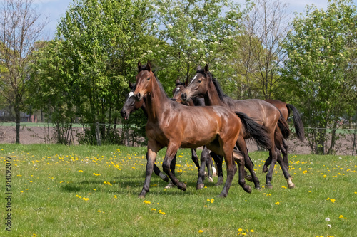 A herd of young stallions go to pasture for the first time on a sunny spring day. Blue sky. Galloping dressage and jumping horse stallions in a meadow. Breeding horses © Dasya - Dasya