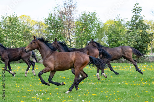 A herd of young stallions go to pasture for the first time on a sunny spring day. Blue sky. Galloping dressage and jumping horse stallions in a meadow. Breeding horses