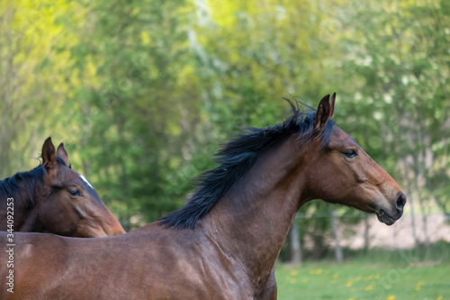 A head of stallion horses  at a sunny day. Galloping dressage horse stallions in a meadow. Breeding horses