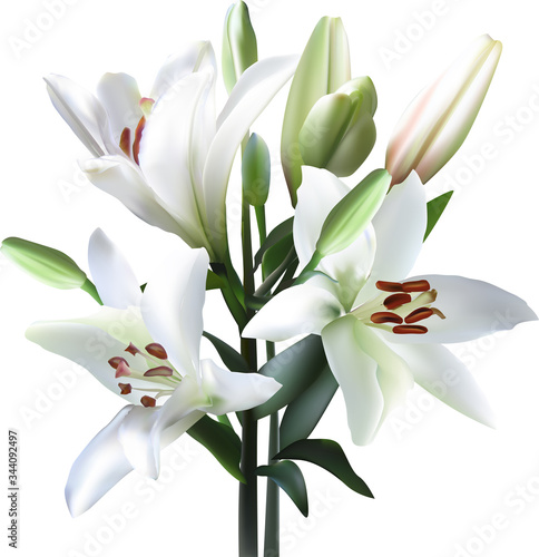 three lily white blooms and six buds