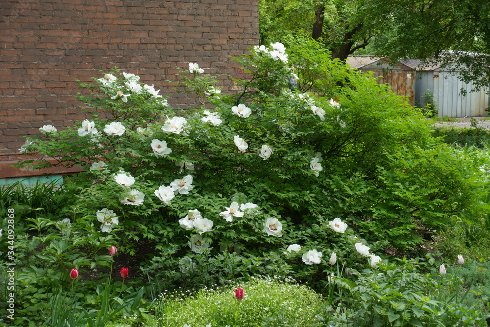 Fototapeta premium Full length view of flowering white Paeonia rockii bush in May