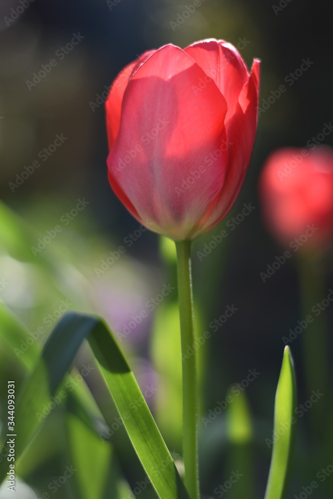 Naklejka premium Blühende Tulpe (Tulipa)