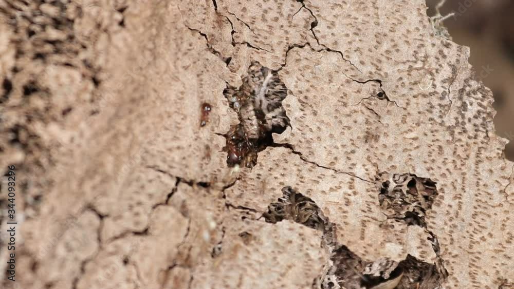 ants in an old tree ants in an old tree