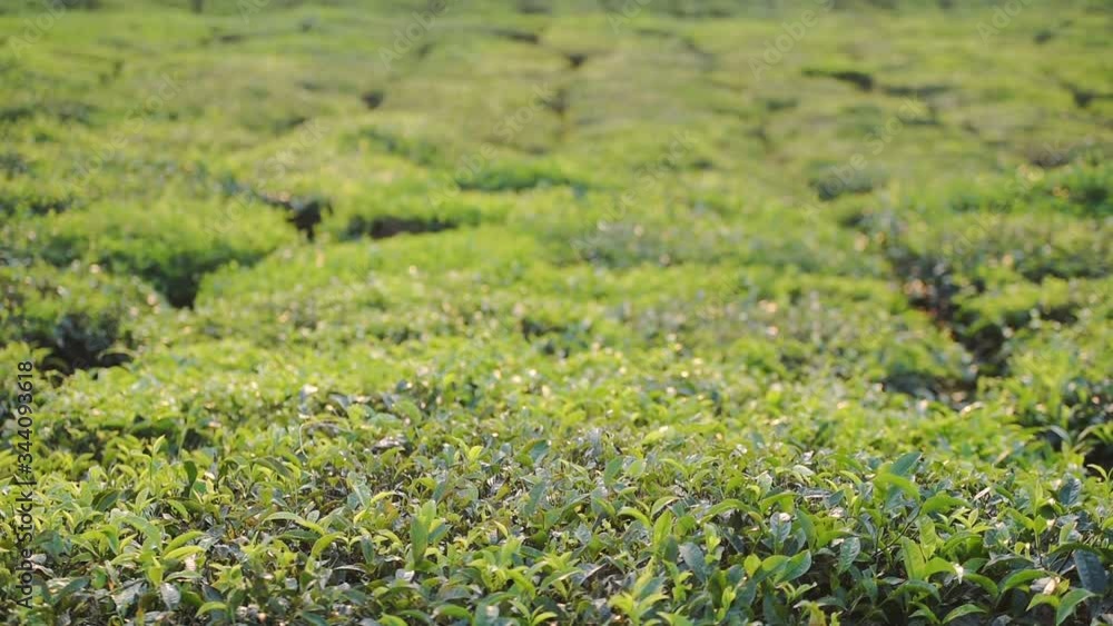 Close up view of tea leaves in a plantation in Munnar, India