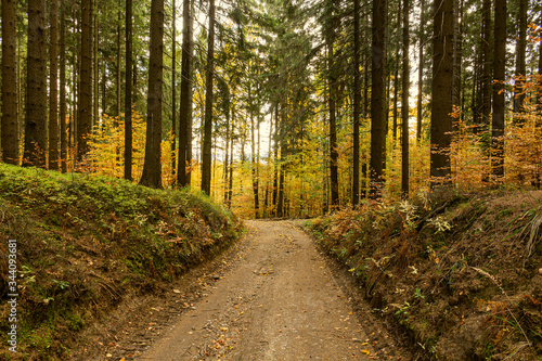 Autumn forest scenery with road of fall leaves & warm light illumining the gold foliage. Footpath in scene autumn forest nature. Vivid october day in colorful forest, maple autumn trees road fall way