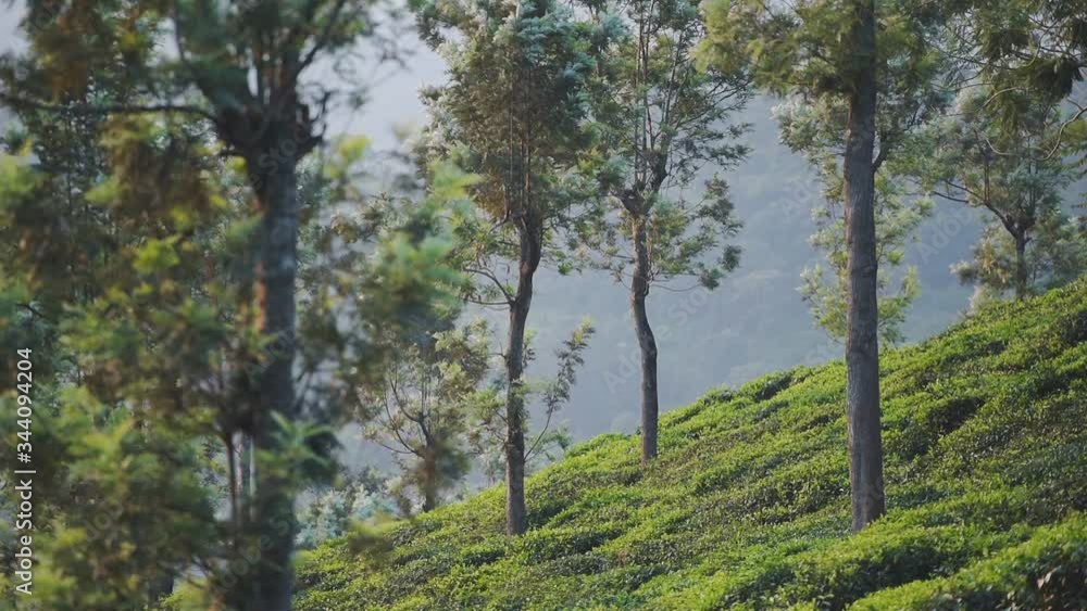 Mountain view of tea plantations, on a foggy day, Munnar, India Mountain view of tea plantations, on a foggy day, Munnar, India