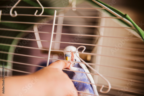 Blue budgie in a cage photo