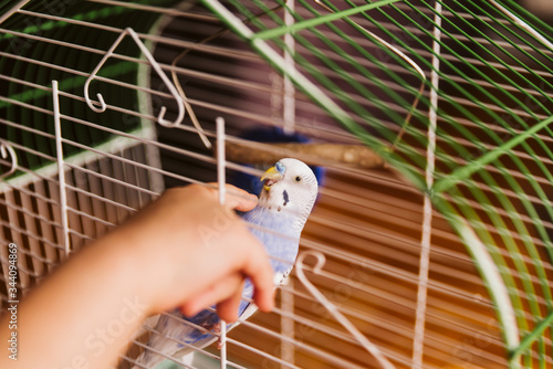 Blue budgie in a cage photo