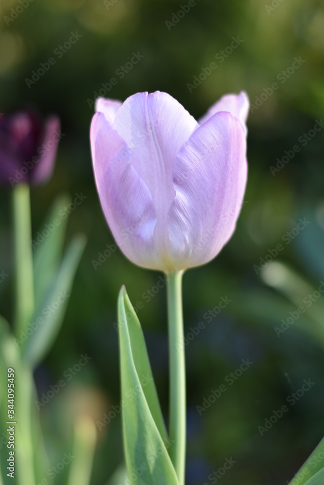 Blühende Tulpe (Tulipa)