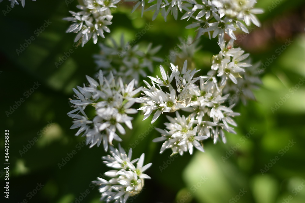 Blühender Bärlauch (Allium ursinum)
