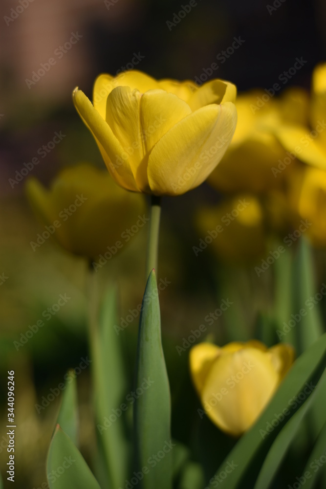 Blühende Tulpen (Tulipa) Blühende Tulpen (Tulipa)
