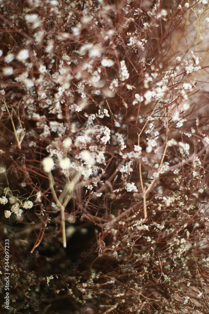 Dried flowers, dry twigs texture , soft blur wallpaper Dried flowers, dry twigs texture , soft blur wallpaper