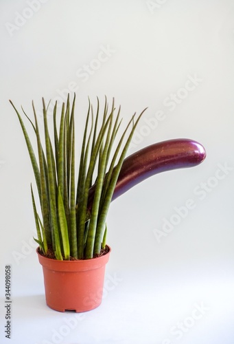 Potted succulent posing with cheeky eggplant.